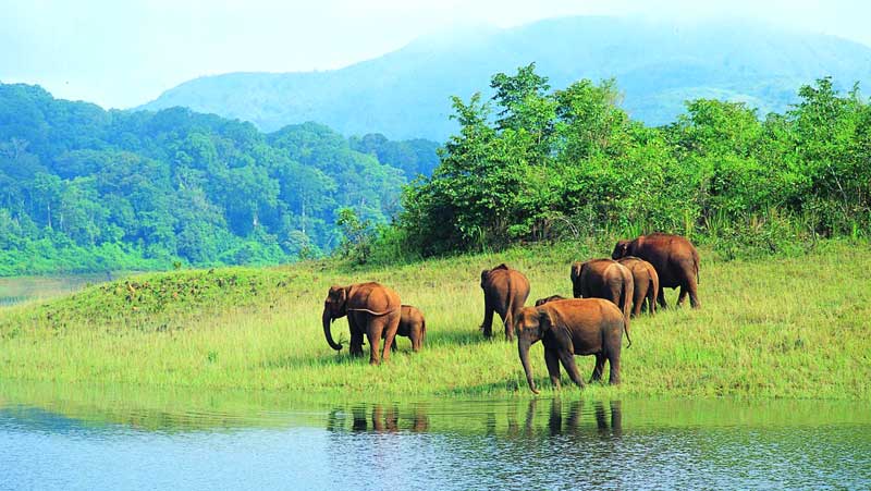 Thekkady Honeymoon